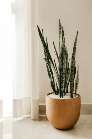 Lightweight Wooden Plate